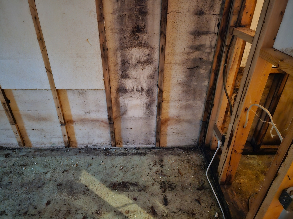 Is That Basement Smell Dangerous? Mold, Mildew, and Moisture Explained