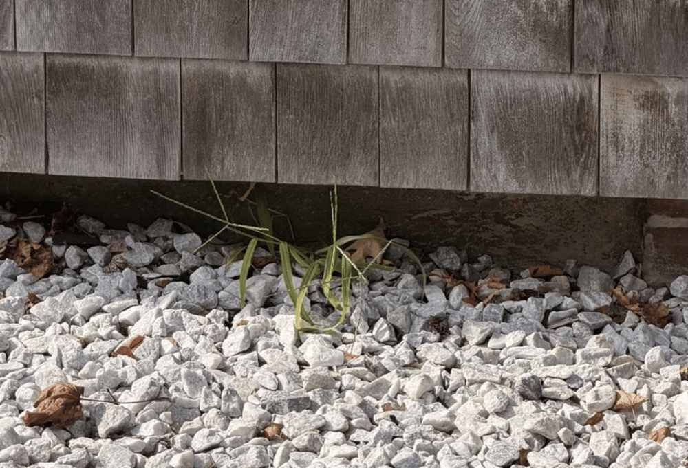 Limited foundation exposure above grade beside a Newburyport Massachusetts home